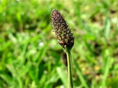 Spitzwegerich (Plantago lanceolata) im Neuenheimer Feld in Heidelberg