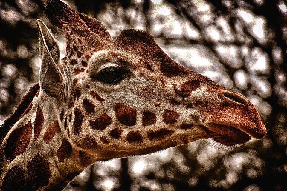 Animal portrait wild animal tierpark hellabrunn