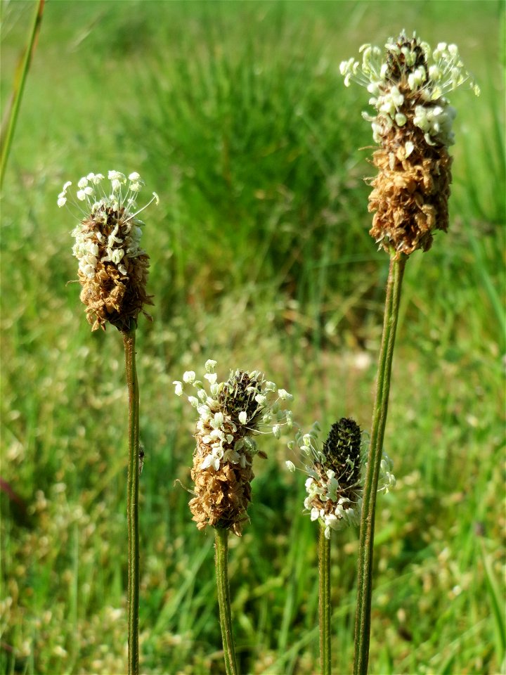 Spitzwegerich (Plantago lanceolata) in Hockenheim