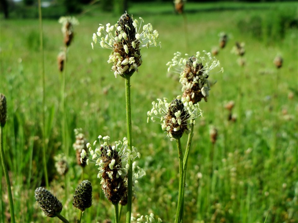 Spitzwegerich (Plantago lanceolata) in Hockenheim