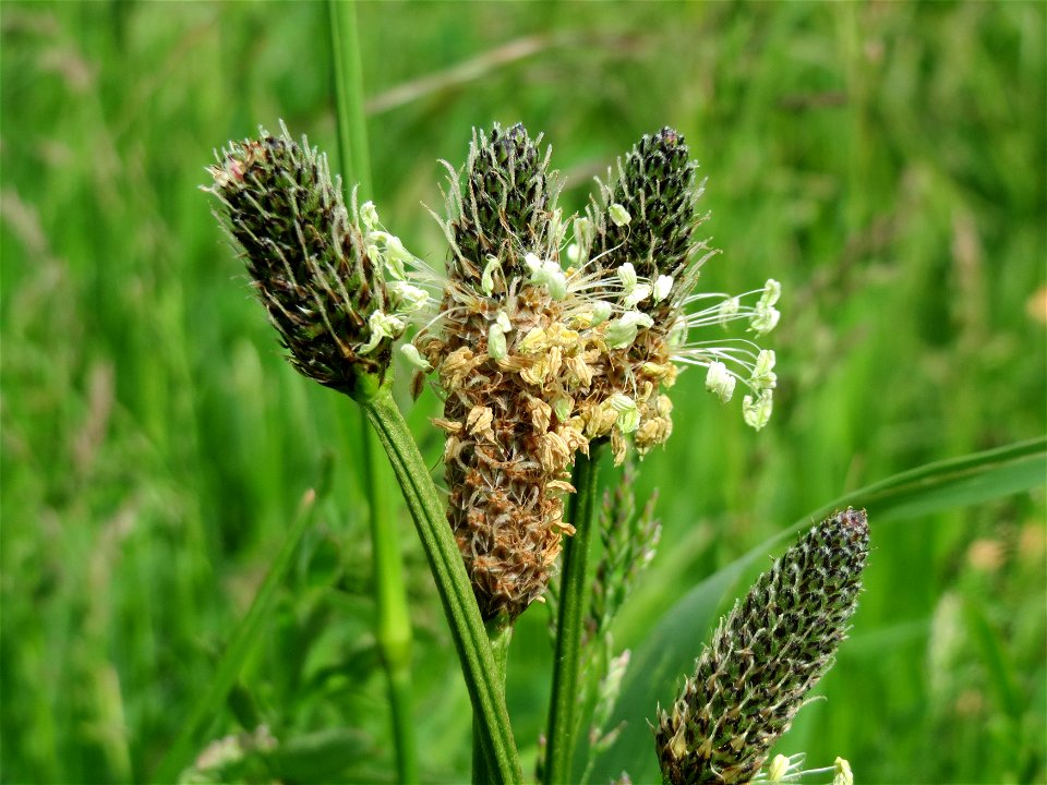 Spitzwegerich (Plantago lanceolata) im Landschaftsschutzgebiet „Hockenheimer Rheinbogen“