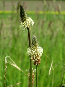 Spitzwegerich (Plantago lanceolata) im Landschaftsschutzgebiet „Hockenheimer Rheinbogen“
