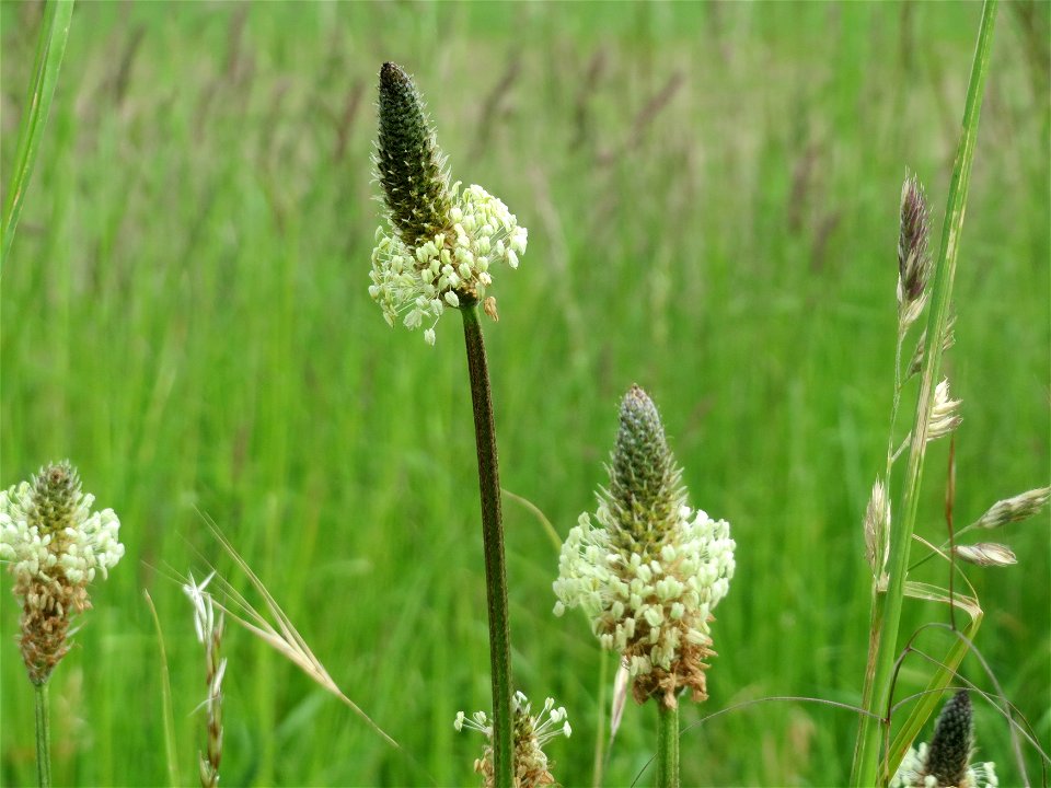 Spitzwegerich (Plantago lanceolata) im Landschaftsschutzgebiet „Hockenheimer Rheinbogen“