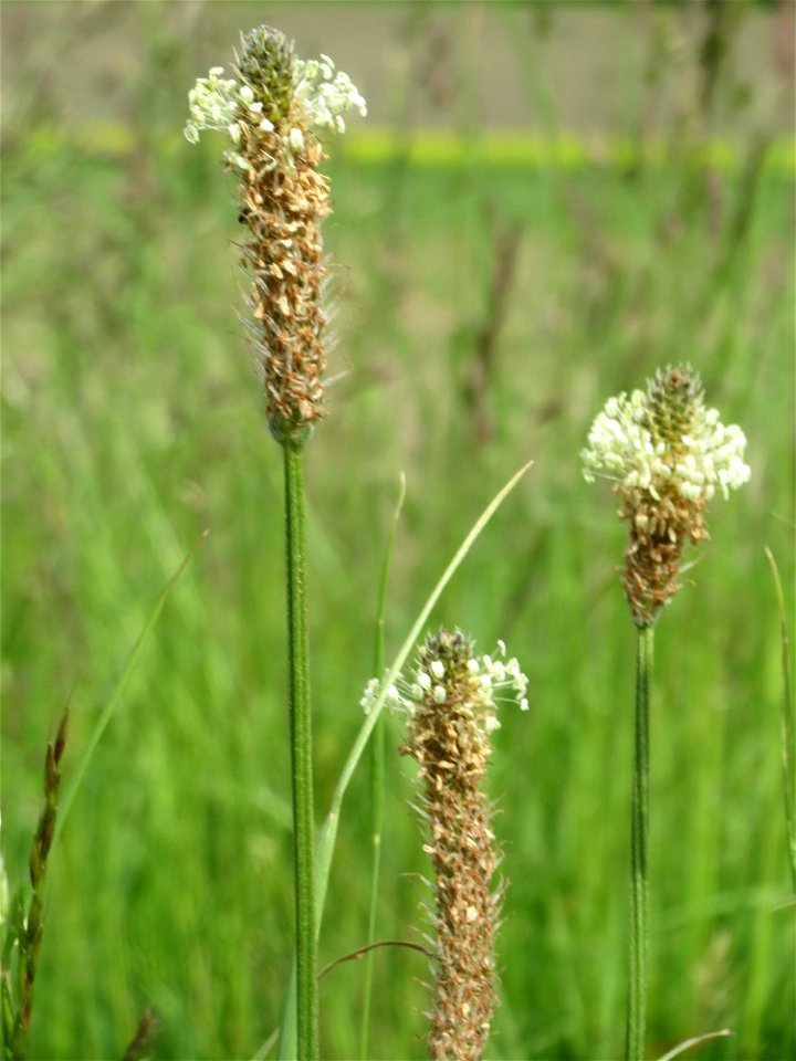 Spitzwegerich (Plantago lanceolata) im Landschaftsschutzgebiet „Hockenheimer Rheinbogen“