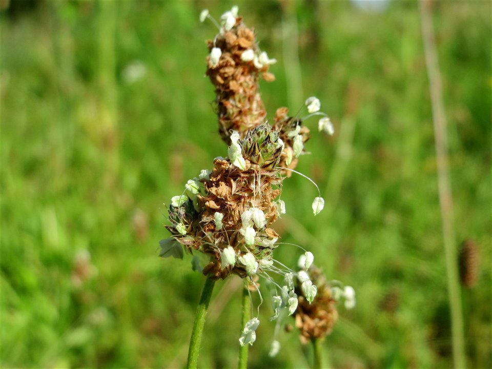 Spitzwegerich (Plantago lanceolata) in Hockenheim