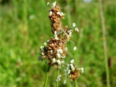 Spitzwegerich (Plantago lanceolata) in Hockenheim