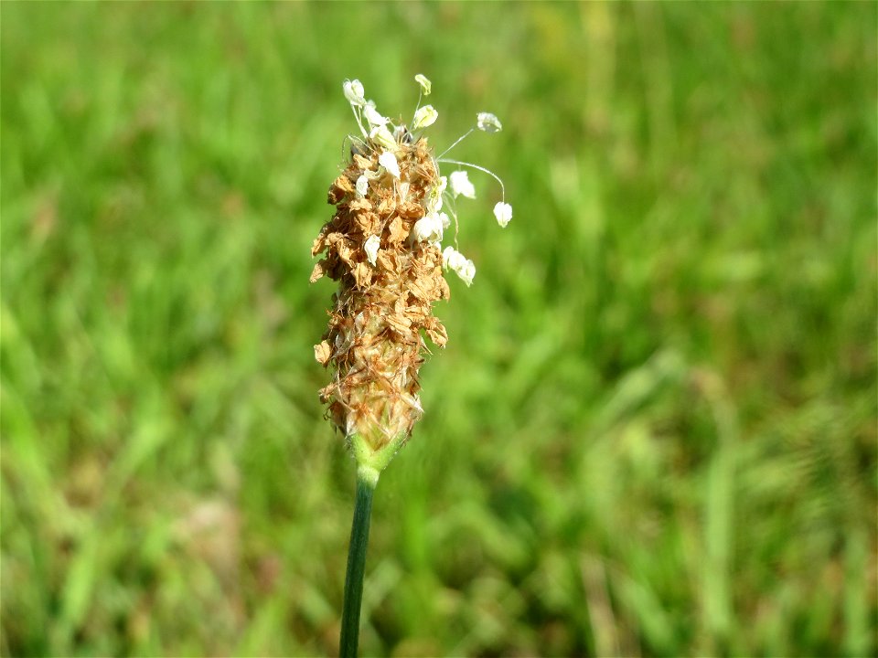 Spitzwegerich (Plantago lanceolata) in Hockenheim