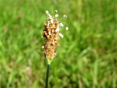Spitzwegerich (Plantago lanceolata) in Hockenheim