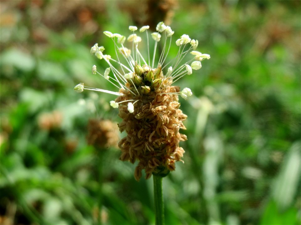 Spitzwegerich (Plantago lanceolata) in Hockenheim