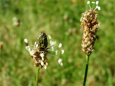 Spitzwegerich (Plantago lanceolata) in Hockenheim
