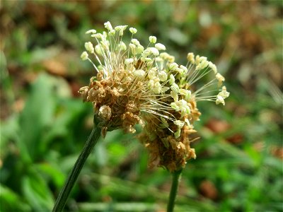Spitzwegerich (Plantago lanceolata) in Hockenheim