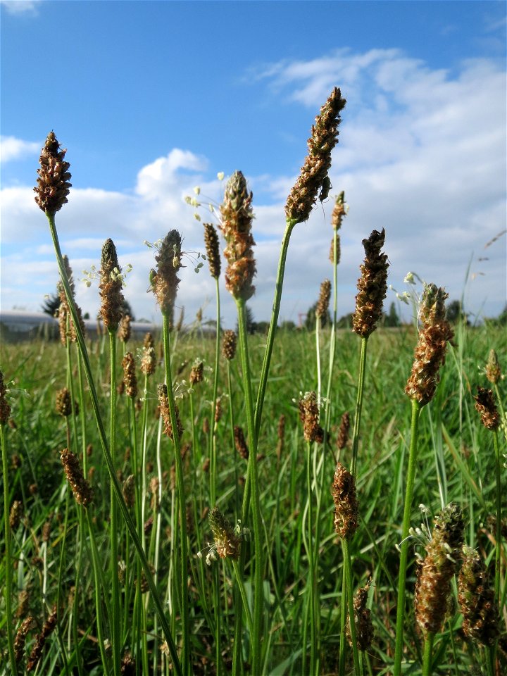 Spitzwegerich (Plantago lanceolata) in Hockenheim