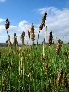 Spitzwegerich (Plantago lanceolata) in Hockenheim
