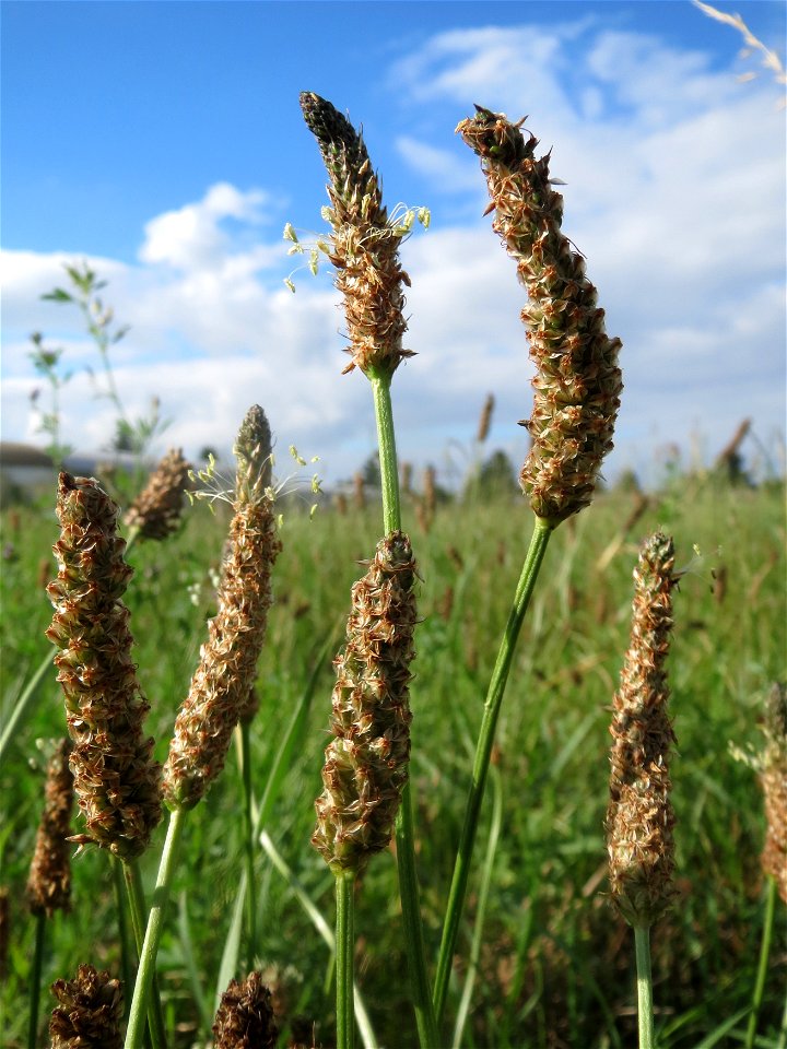 Spitzwegerich (Plantago lanceolata) in Hockenheim