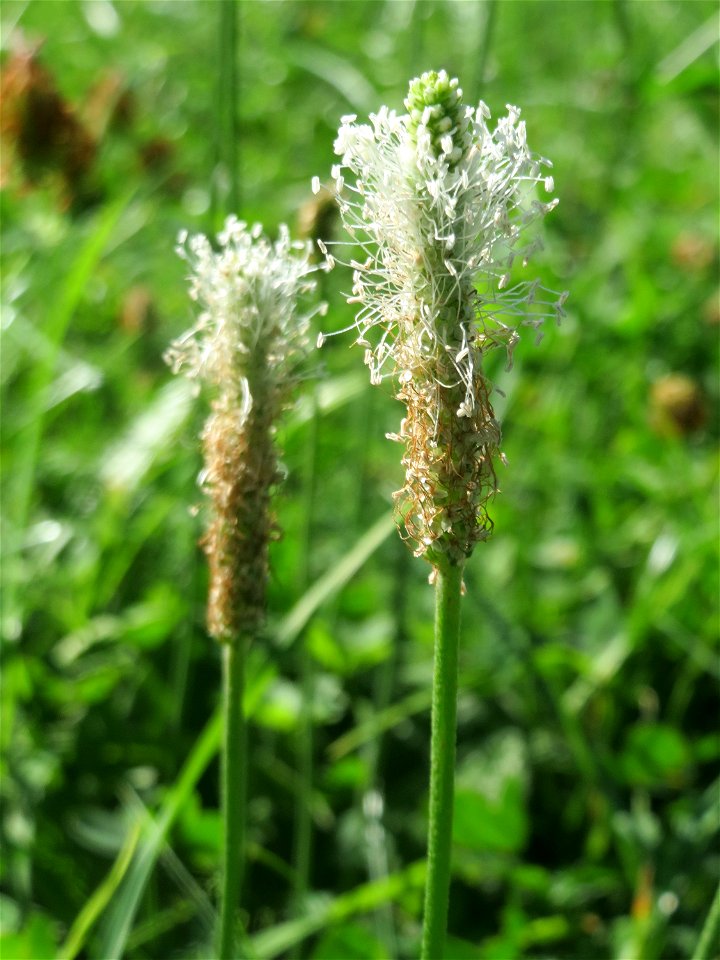 Spitzwegerich (Plantago lanceolata) am Staden in Saarbrücken