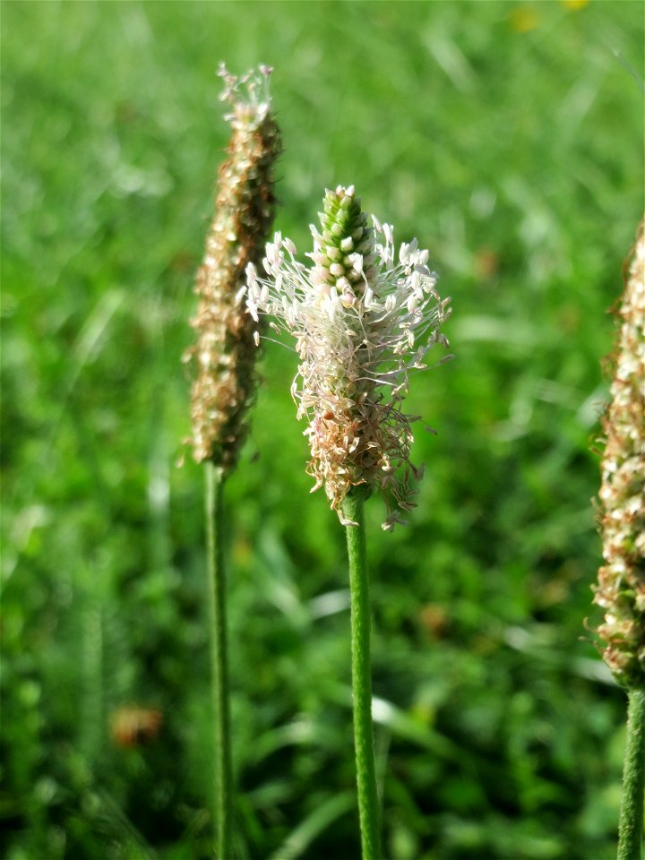 Spitzwegerich (Plantago lanceolata) am Staden in Saarbrücken