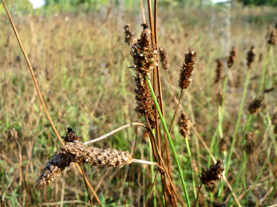 Spitzwegerich (Plantago lanceolata) in Hockenheim