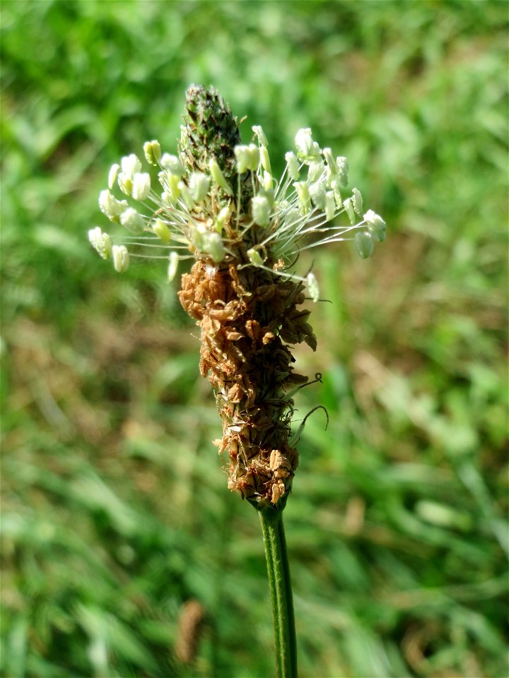 Spitzwegerich (Plantago lanceolata) am Staden in Saarbrücken