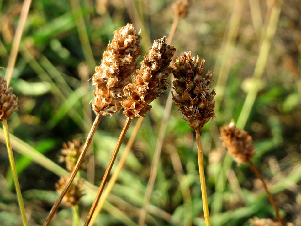 Spitzwegerich (Plantago lanceolata) in Hockenheim-Talhaus