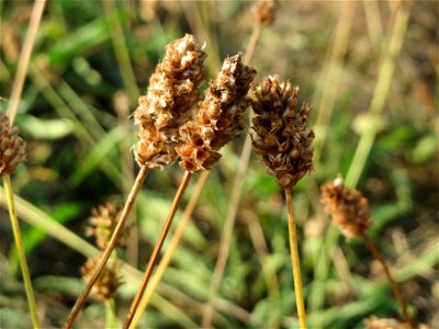 Spitzwegerich (Plantago lanceolata) in Hockenheim-Talhaus