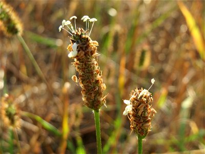 Spitzwegerich (Plantago lanceolata) in Hockenheim-Talhaus
