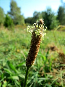 Spitzwegerich (Plantago lanceolata) am Tierfriedhof in Alt-Saarbrücken