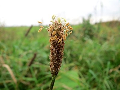 Spitzwegerich (Plantago lanceolata) im Hockenheimer Rheinbogen