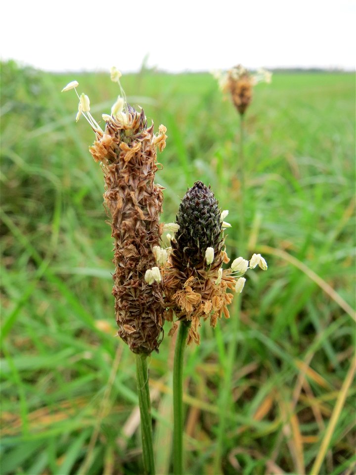 Spitzwegerich (Plantago lanceolata) im Hockenheimer Rheinbogen