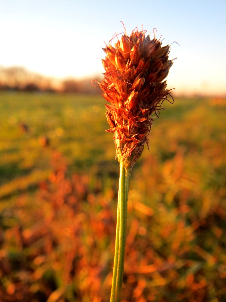 Spitzwegerich (Plantago lanceolata) in Hockenheim-Talhaus