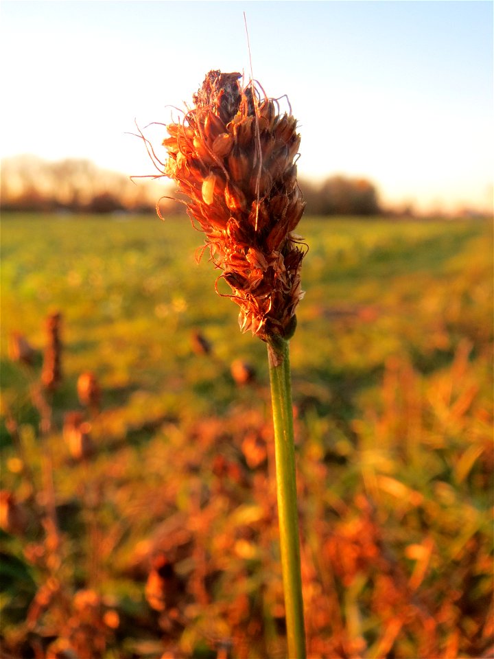 Spitzwegerich (Plantago lanceolata) in Hockenheim-Talhaus