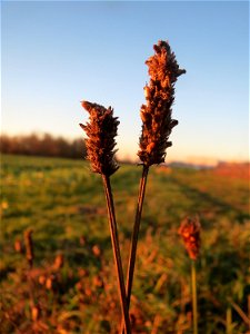 Spitzwegerich (Plantago lanceolata) in Hockenheim-Talhaus