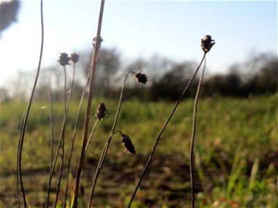 Mumienbotanik: Spitzwegerich (Plantago lanceolata) bei Reilingen