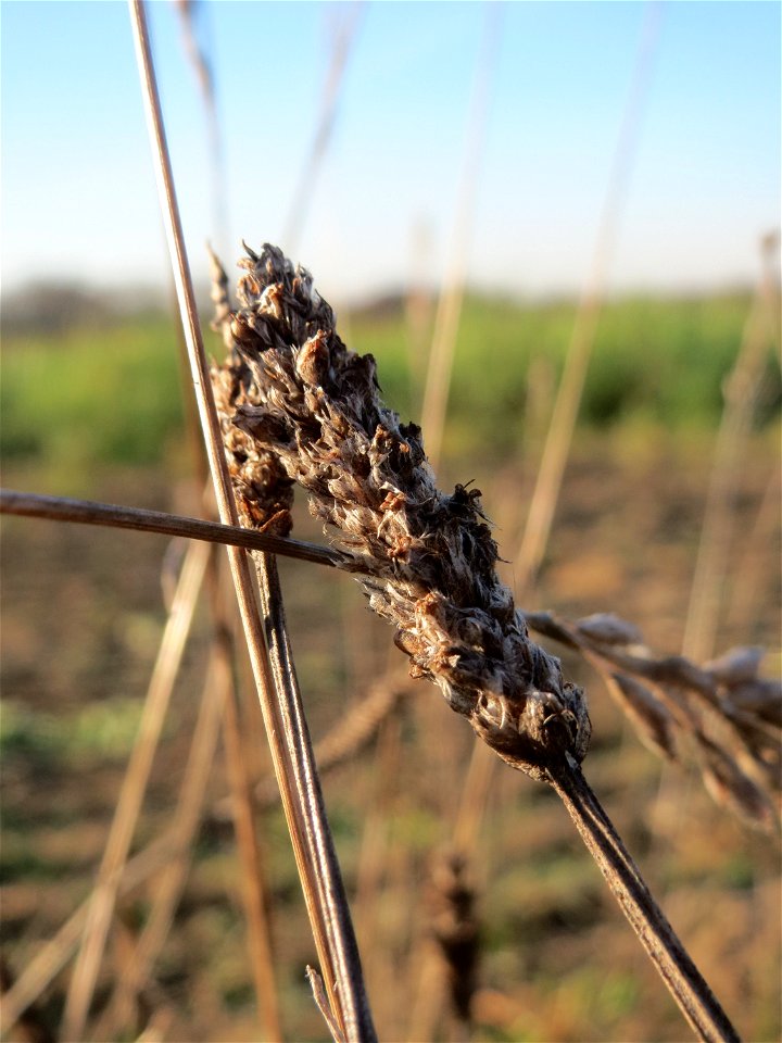 Mumienbotanik: Spitzwegerich (Plantago lanceolata) bei Reilingen
