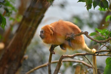 Nature animal world mammal