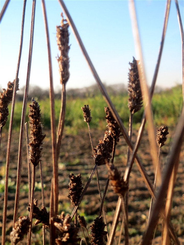 Mumienbotanik: Spitzwegerich (Plantago lanceolata) bei Reilingen
