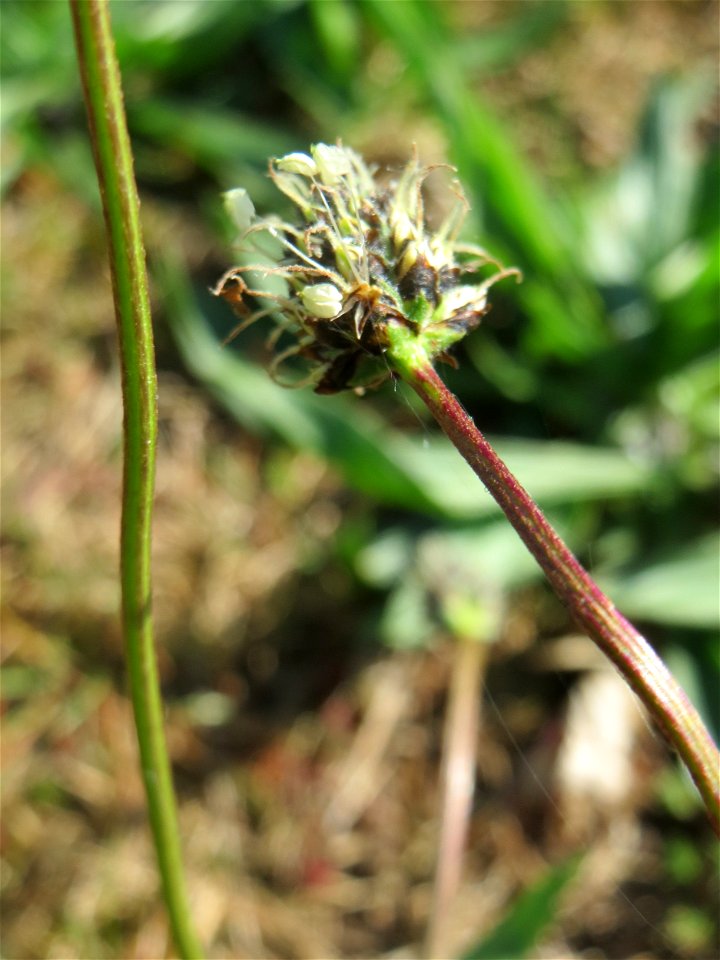 Der erste Spitzwegerich (Plantago lanceolata) auf einer Parkplatzwiese in Hockenheim