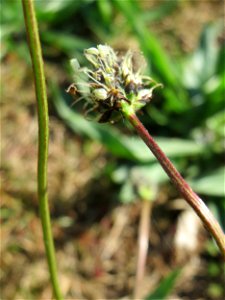 Der erste Spitzwegerich (Plantago lanceolata) auf einer Parkplatzwiese in Hockenheim