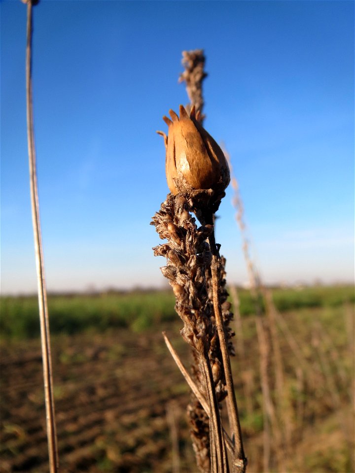 Mumienbotanik: Weiße Lichtnelke (Silene latifolia) bei Reilingen