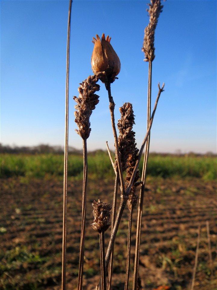 Mumienbotanik: Weiße Lichtnelke (Silene latifolia) und Spitzwegerich (Plantago lanceolata) bei Reilingen