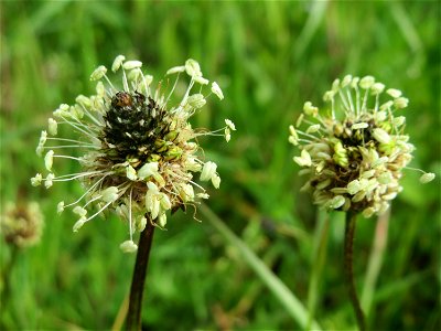 Spitzwegerich (Plantago lanceolata) in St. Ingbert