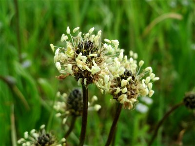 Spitzwegerich (Plantago lanceolata) in St. Ingbert