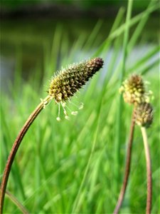Spitzwegerich (Plantago lanceolata) im Hockenheimer Rheinbogen