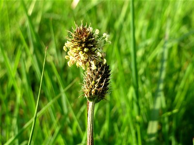 Spitzwegerich (Plantago lanceolata) im Hockenheimer Rheinbogen