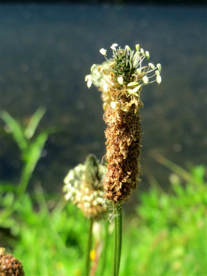 Spitzwegerich (Plantago lanceolata) an der Saar in Saarbrücken