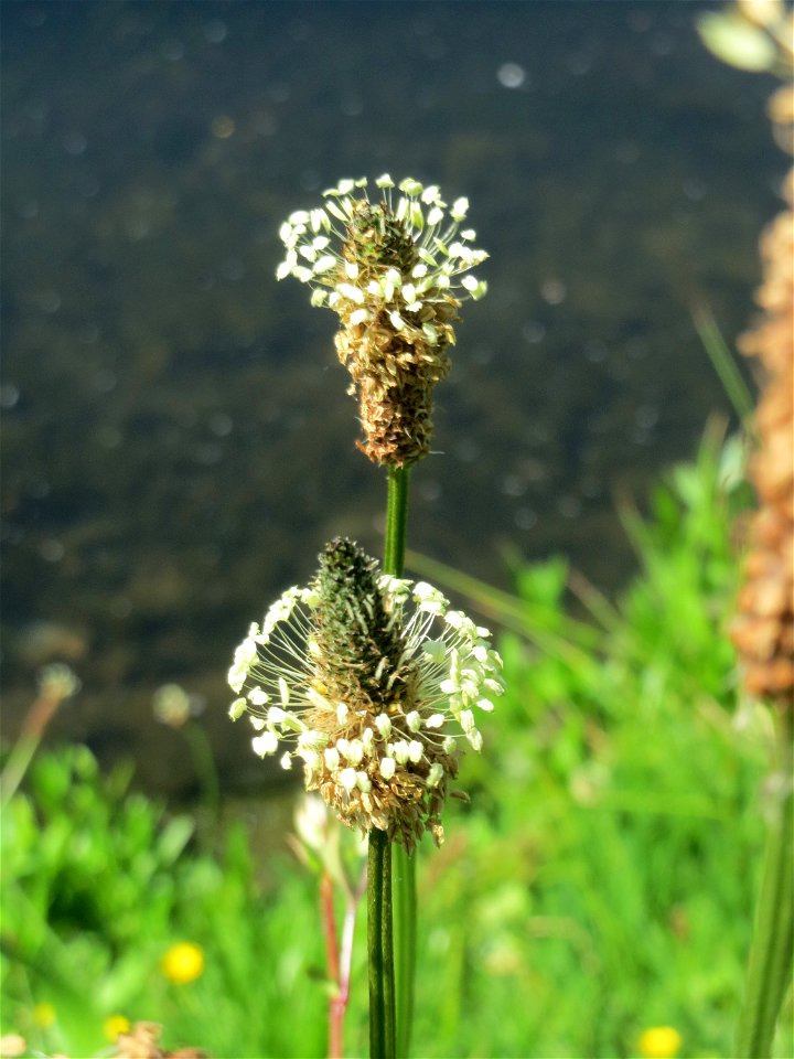 Spitzwegerich (Plantago lanceolata) an der Saar in Saarbrücken