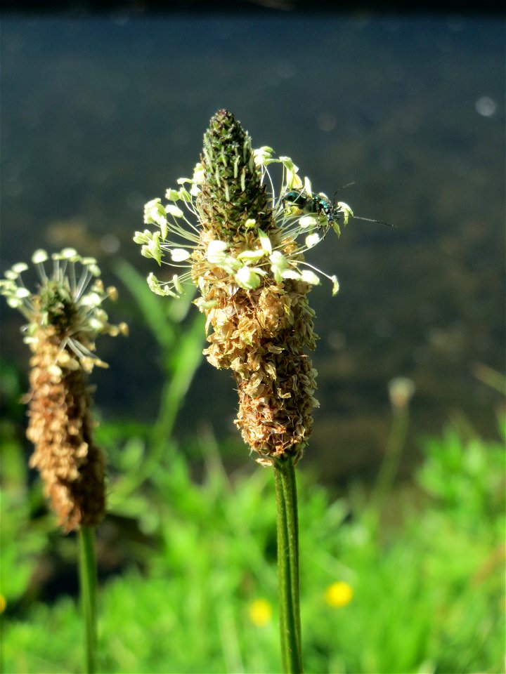 Spitzwegerich (Plantago lanceolata) an der Saar in Saarbrücken