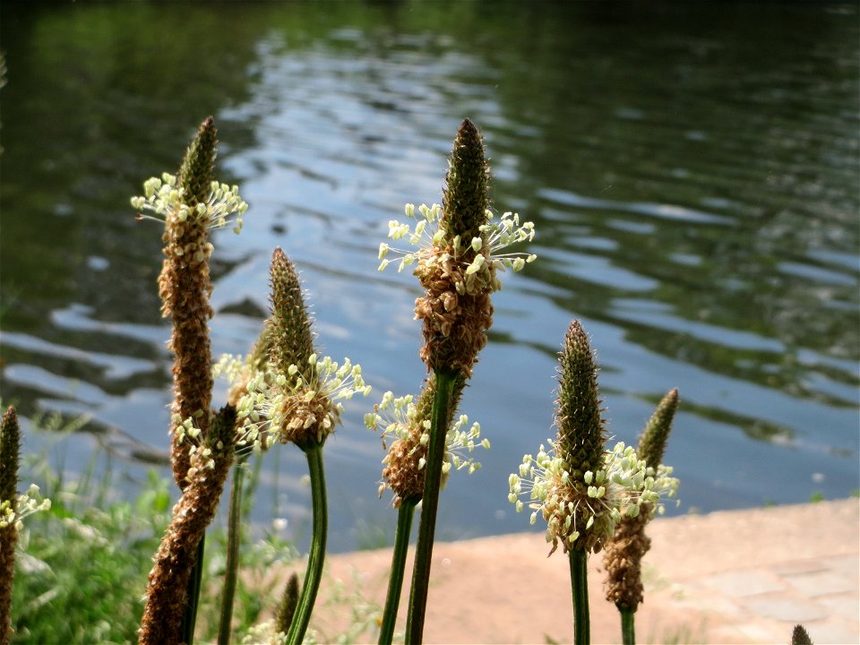 Spitzwegerich (Plantago lanceolata) an der Saar in Saarbrücken