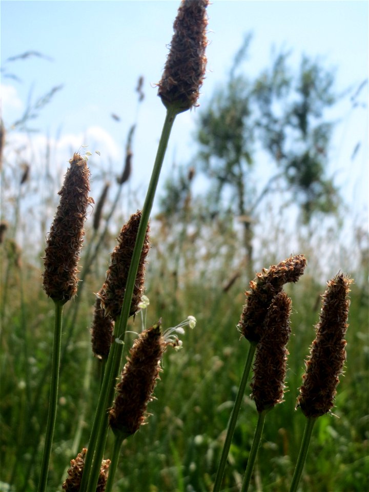 Spitzwegerich (Plantago lanceolata) beim Insultheimer Hof im Landschaftsschutzgebiet „Hockenheimer Rheinbogen“