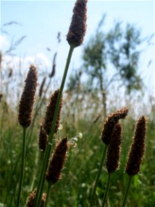 Spitzwegerich (Plantago lanceolata) beim Insultheimer Hof im Landschaftsschutzgebiet „Hockenheimer Rheinbogen“