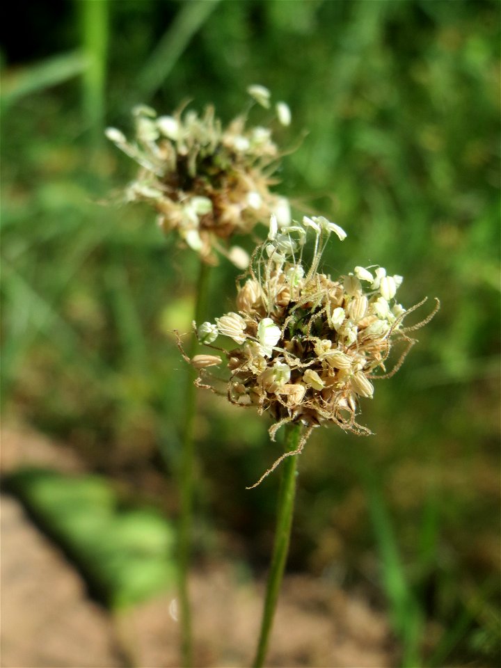 Spitzwegerich (Plantago lanceolata) am Bahnhof Landstuhl